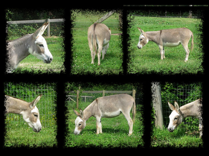 Critter Haven Farm Miniature Donkeys